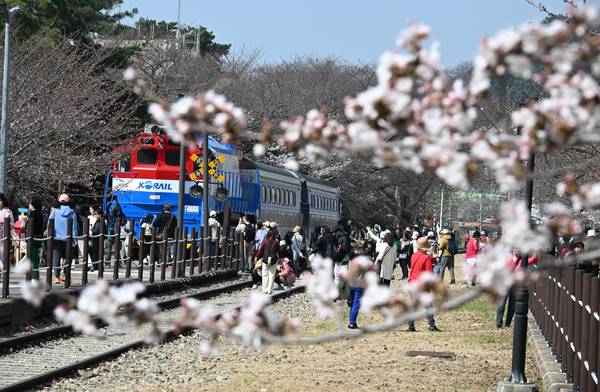 26일 오후 창원시 진해구 경화역에 벚꽃이 피기 시작하자 관광객들의 발길이 어어지고 있습니다.