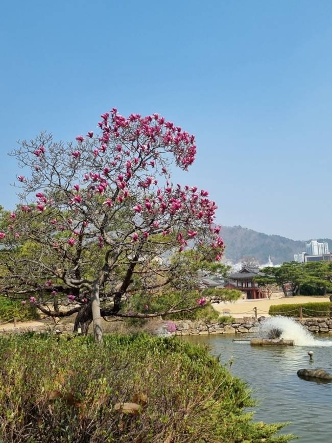 김해 수로왕릉 자목련. /이수경 기자