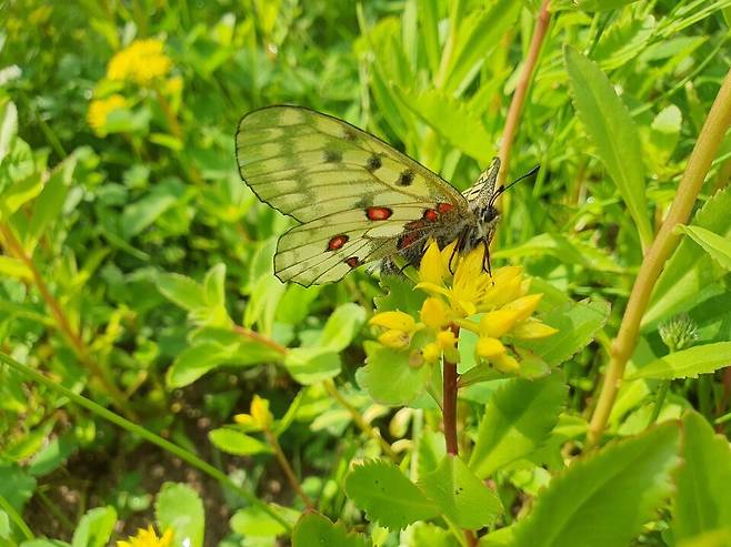 멸종위기종 I급 붉은점모시나비. (사진 이강운 대기자)/뉴스펭귄
