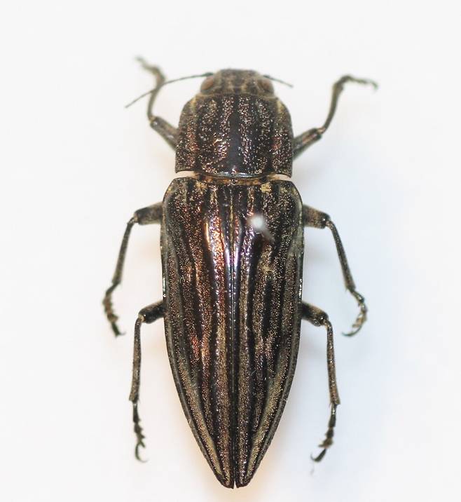 소나무비단벌레. (사진 이강운 대기자)/뉴스펭귄