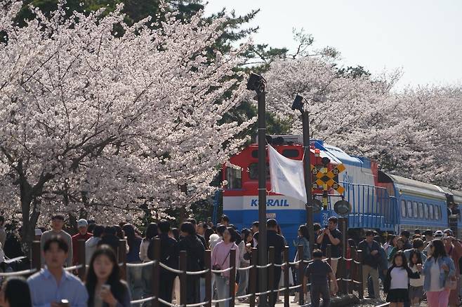 경남 창원시 진해구 일원에서 27일부터 다음 달 5일까지 ‘제64회 진해군항제’가 열린다. 사진은 지난해 축제 기간 경화역을 찾은 관광객들의 모습. 창원특례시 제공