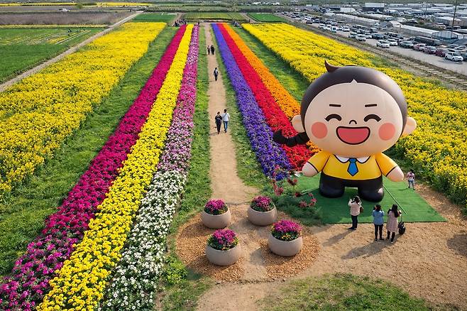 일본 비에이 후라노 보다 잘 정돈된 삼척 유채꽃 축제장