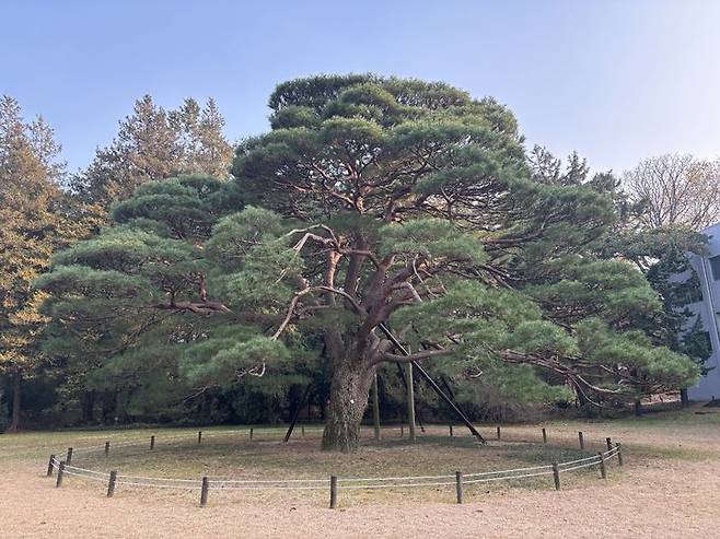 [서울=뉴시스] 홍릉 제5경 반송.(사진출처:국립산림과학원) 2026.03.26.