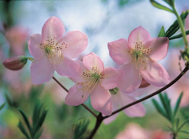 철쭉. 국가생물종지식정보시스템
