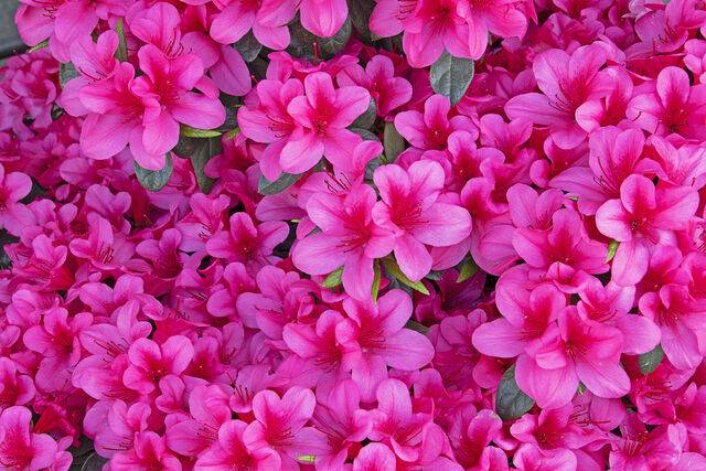 영산홍. 클립아트코리아