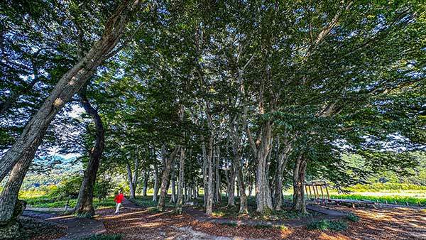 서어나무숲의 나무들은 마을을 등지고 서서, 겨울에는 매서운 바람을 막아주고 여름에는 시원한 그늘을 내어준다.