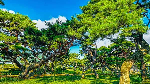 수백 년의 시간을 견뎌온 노송들이 줄지어 서서, 자연스러운 곡선으로 숲을 이루고 있는 삼산마을 노송군락지.