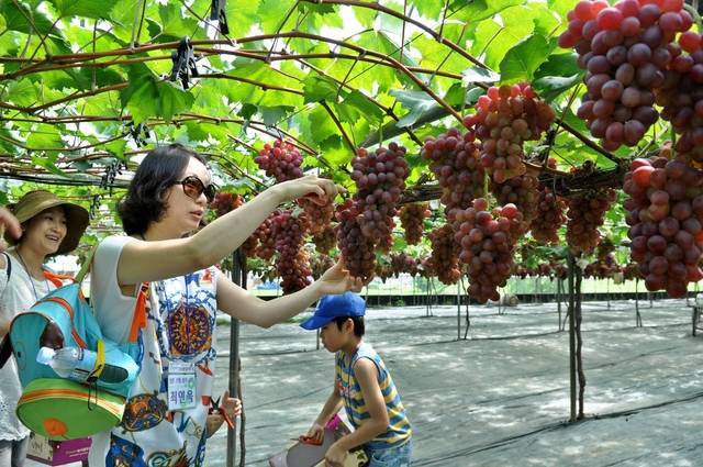 김천시를 찾은 관광객이 포도따기체험행사에 참여하고 있다. 김천시 제공