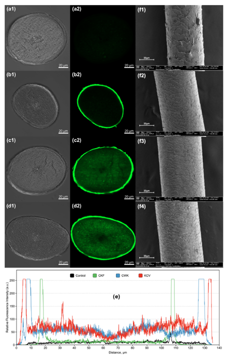 국제 학술지 국제 화장품 저널(International Journal of Cosmetic Science)에 게재된 AI 분자모델링 기반 모발 케라틴 강화 펩타이드 개발 연구./이미지=아모레퍼시픽