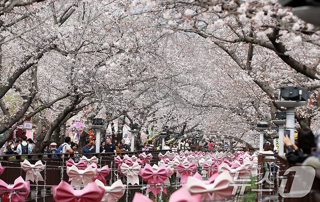 전국 최대 벚꽃 축제인 '제64회 진해군항제'가 개막한 27일 경남 창원 진해구 여좌천을 찾은 관광객들이 벚꽃을 감상하고 있다. 제64회 진해군항제는 이날부터 4월 5일까지 10일간 진해구 전역에서 진행된다. 2026.3.27 ⓒ 뉴스1 윤일지 기자