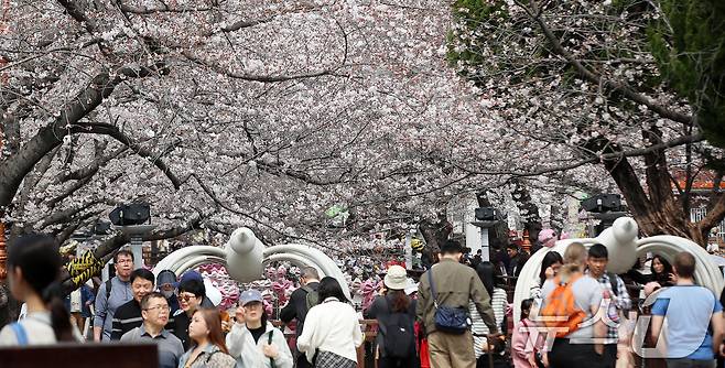 전국 최대 벚꽃 축제인 '제64회 진해군항제'가 개막한 27일 경남 창원 진해구 여좌천을 찾은 관광객들이 벚꽃을 감상하고 있다. 제64회 진해군항제는 이날부터 4월 5일까지 10일간 진해구 전역에서 진행된다. 2026.3.27 ⓒ 뉴스1 윤일지 기자