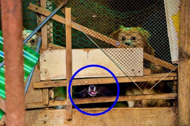 하쿠는 수많은 개들 사이에 치여 지내는 듯 보였다. 활동가들은 벽 뒤에 숨어 주둥이만 내밀고 있는 하쿠를 처음 발견했다. 동물자유연대 제공