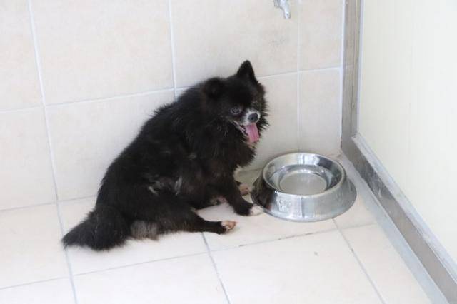 하쿠가 2022년 구조된 직후 온센터에서 생활하는 모습. 하쿠는 외관 뿐 아니라 신체 내부에서 여러 질병을 안고 있었다. 동물자유연대 제공