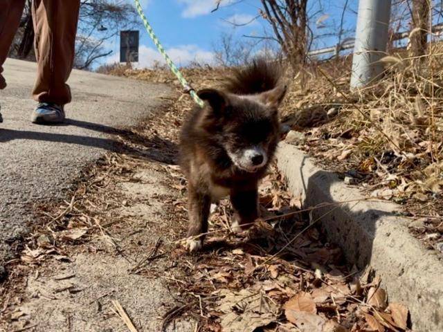산책을 나갈 때도 사람과 단 둘이만 나가는 것을 즐기는 하쿠의 모습. 동그람이 정진욱