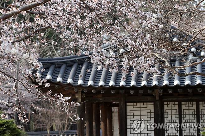 허균허난설헌 기념공원의 벚꽃 [촬영 유형재]