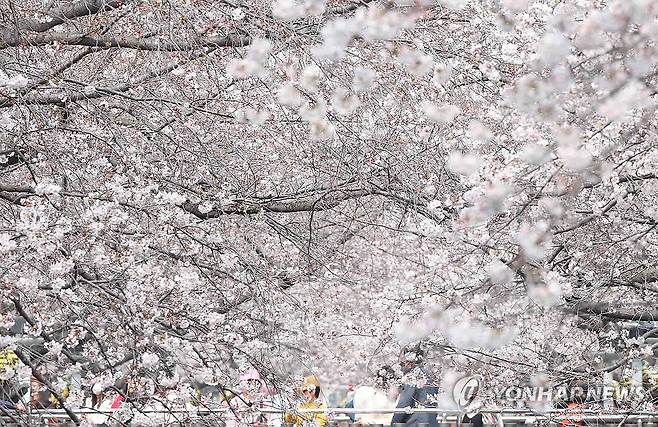 지금 진해군항제는 '분홍빛' (창원=연합뉴스) 김동민 기자 = 국내 최대 봄꽃 축제 '진해군항제' 개막일인 27일 오후 경남 창원시 진해구 여좌천 일대를 찾은 관광객이 벚꽃을 구경하며 봄기운을 만끽하고 있다.
이날 진해구 최고기온은 22도를 기록했다. 2026.3.27 image@yna.co.kr