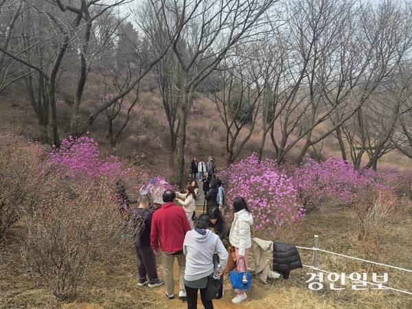 28일 부천 진달래동산을 찾은 관람객들이 진달래 꽃을 배경으로 사진을 찍기 위해 순서를 기다리고 있다. 2026.3.28 /김연태기자 kyt@kyeongin.com