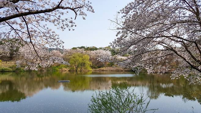 봄바람에 흩날리는 꽃잎이 보문정 연못 위에 내려앉아 한 폭의 수채화 같은 풍경을 연출한다./경북문화관광공사 제공