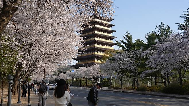 황룡원 일대를 둘러싼 벚꽃이 전통 건축물과 어우러지며 경주의 봄 풍경을 한층 돋보이게 한다./경북문화관광공사 제공