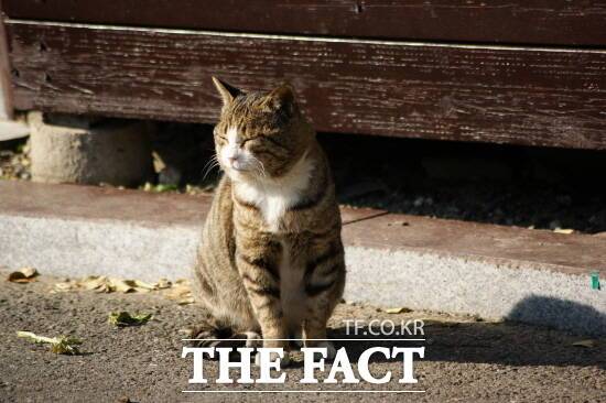 아파트 단지 등 주거지에서 길고양이 돌봄을 둘러싼 주민 간 갈등을 줄이고, 사람과 동물이 공존할 수 있도록 정부가 가이드라인을 정비했다./양주시