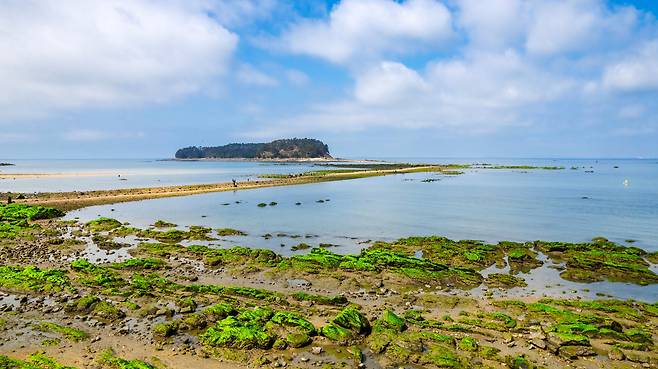 지난 3월 20일 간조 시간에 맞춰 찾은 충남 보령 무창포 '신비의 바닷길'. 가벼운 차림으로 봄 마중을 나선 나들이객들이 신비의 바닷길을 따라 '석대도'에 '체크 인' 하고 있다. / 이건송 영상미디어 기자