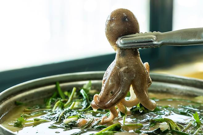 주꾸미가 비쌀 땐 '주꾸미 샤부샤부' 대신 도다리쑥국에 주꾸미를 퐁당 데쳐먹으면 한 그릇의 봄 바다를 푸짐하게 맛볼 수 있다. / 이건송 영상미디어 기자