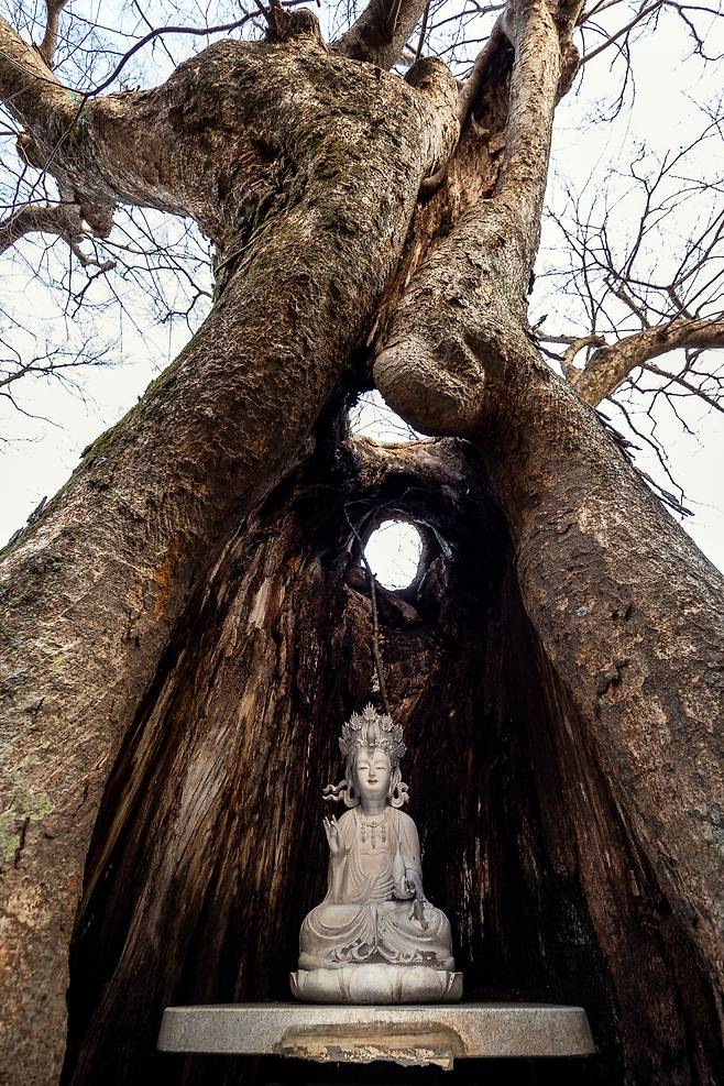 보령호를 품은 양각산 동쪽 중턱에 자리한 '금강암'은 왕실 사찰에서 출발한 유서 깊은 곳이다. 불상을 품은 고목도 볼거리다. / 이건송 영상미디어 기자