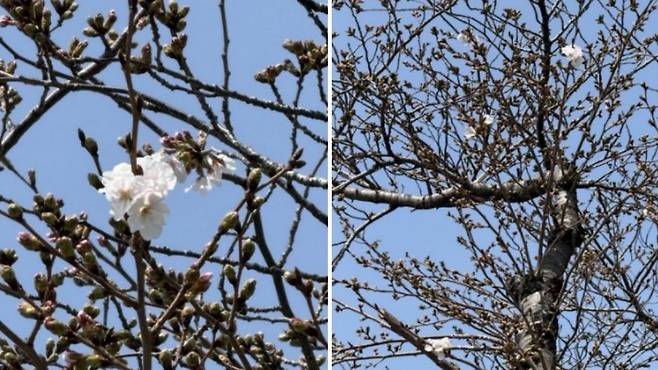 오늘(28일) 공식 개화한 제주지방기상청 계절관측용 벚나무 (제주지방기상청 제공)