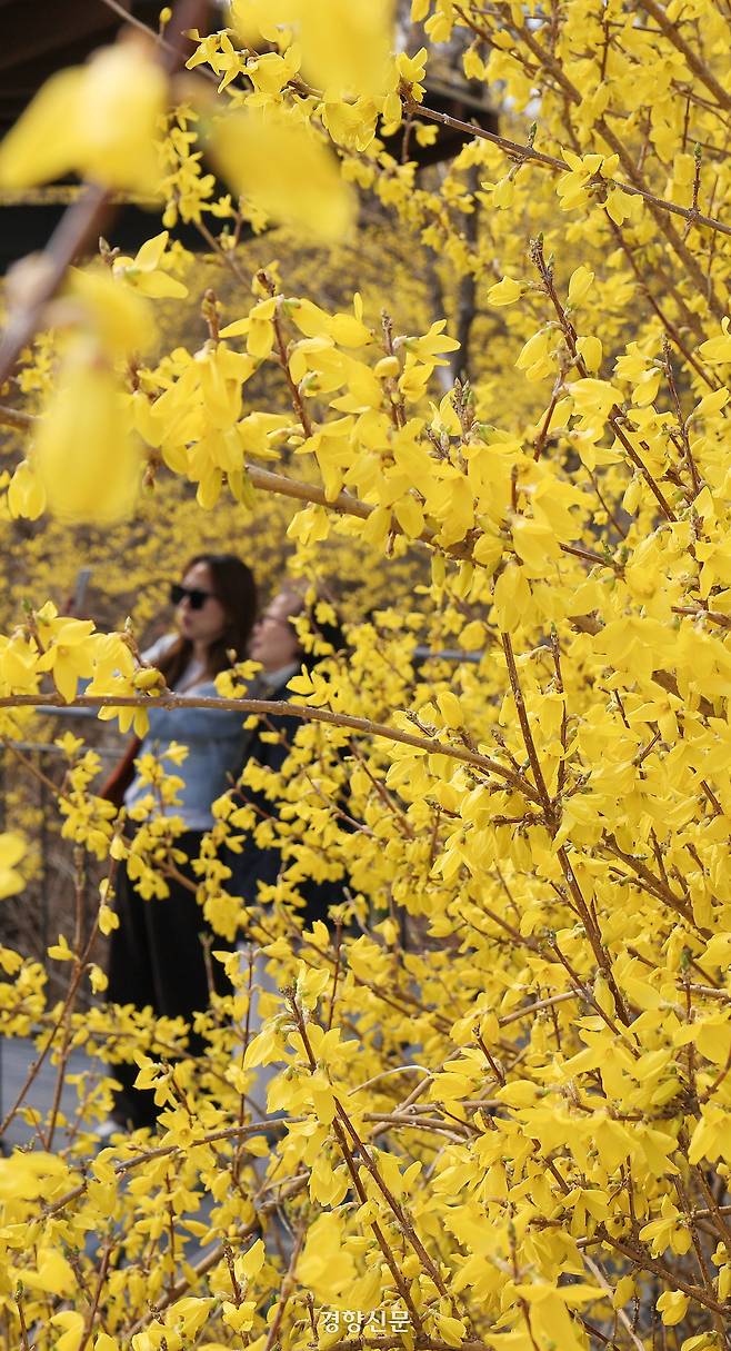 서울의 낮 최고기온이 17도까지 오르며 완연한 봄날씨를 보인 24일 서울 성동구 응봉산을 찾은 시민들이 흐드러진 개나리꽃 사잇길을 걷고 있다. 이준헌 기자