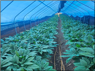 “인삼도 기후 대응 시대” 홍천군 재배 혁신 시범사업 추진(소형터널하우스)