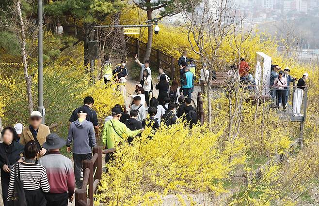 서울 낮 기온이 20도까지 오르는 등 따뜻한 봄 날씨를 보인 지난 27일 오후 개나리 축제가 열리는 서울 성동구 응봉산에서 시민들이 꽃놀이를 즐기고 있다. 뉴스1