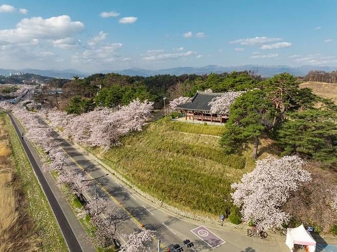 강원 강릉시는 다음 달 4~11일 경포벚꽃축제를 개최한다. 사진은 지난해 벚꽃이 만개한 경포 풍경. 강릉시 제공