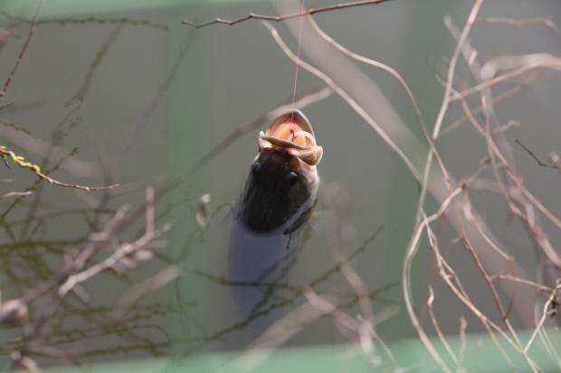미끼에 잡힌 외래어종을 낚아채고 있다.