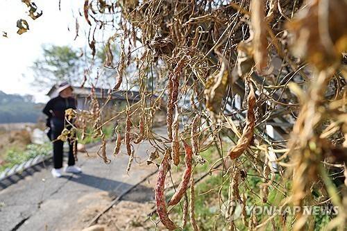 누렇게 변한 농작물. 연합뉴스