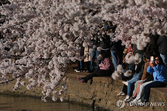 워싱턴DC 인공호수 타이달베이신의 벚꽃 [AP 연합뉴스. 재판매 및 DB 금지]
