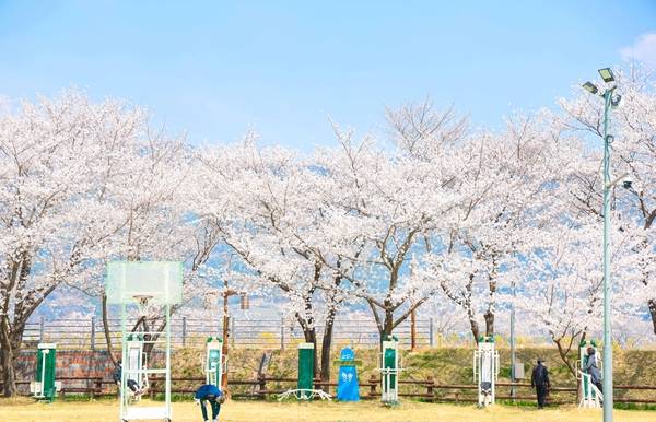 벚꽃이 만개한 산책로에서 방문객들이 봄 정취를 즐기고 있다. /구례군 제공