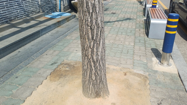 28일 오후 1시께 찾은 광주 동구 광산동의 보행로 한복판에 가로수가 식재돼 있다. 김현수 기자