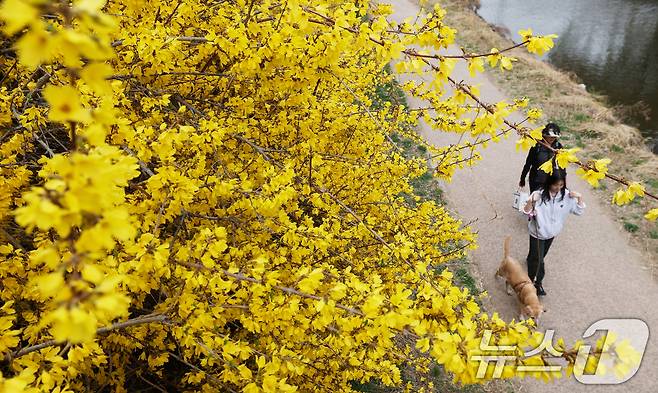 낮 최고 기온이 20도 안팎까지 오르며 완연한 봄 날씨를 보인 30일 경기 수원시 영통구 원천리천에서 시민들이 활짝 핀 개나리꽃을 감상하며 봄산책을 하고 있다. 2026.3.30 ⓒ 뉴스1 김영운 기자