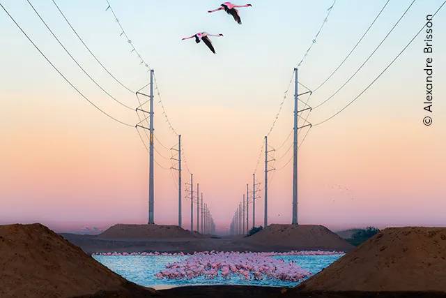 '올해의 야생동물 사진작가상' 피플스 초이스 준우승작 '뷰티 어게인스트 더 비스트'(Beauty Against the Beast). 사진=Wildlife Photographer of the Year / Alexandre Brisson