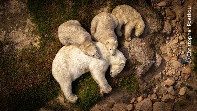 '올해의 야생동물 사진작가상' 피플스 초이스 준우승작 '가족의 휴식'. 사진=Wildlife Photographer of the Year / Christopher Paetkau
