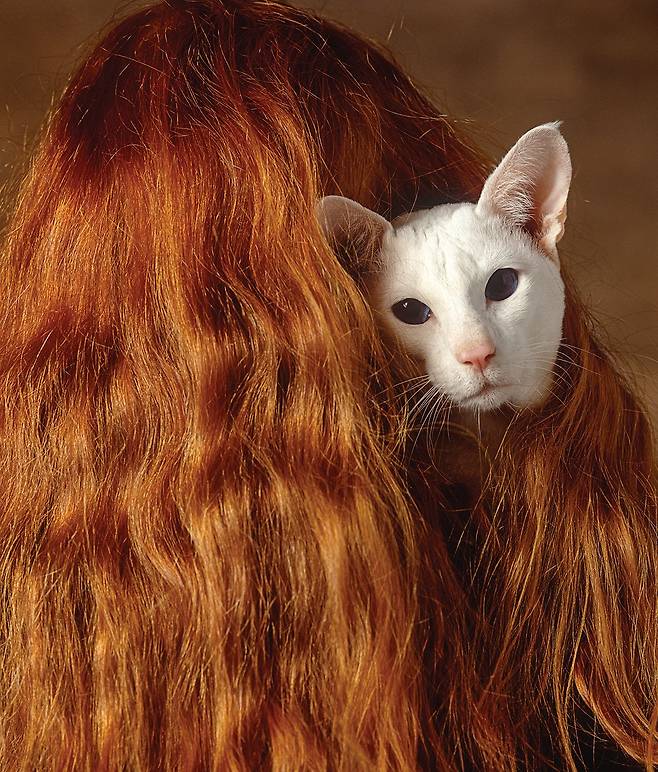 우아한 고양이 샤미즈는 푸른색 눈이 인상적이고, 중형 체구에 유연하고 적당히 근육이 발달했다.