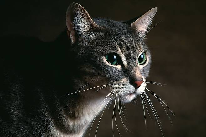 유러피언 숏헤어는 튼튼하고 적응력이 뛰어나며 사람을 잘 따르는 성향으로 오랫동안 집고양이로 사랑받았다.