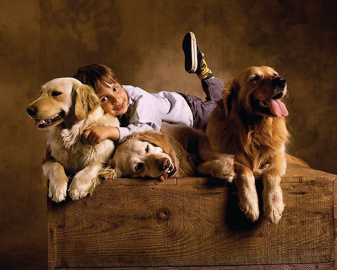 황금색 웨이브진 털을 가진 골든 리트리버는 천사견이라는 별명이 있을 정도로 성격이 순해 많은 애견인이 가장 키우고 싶어하는 개로 손꼽힌다.