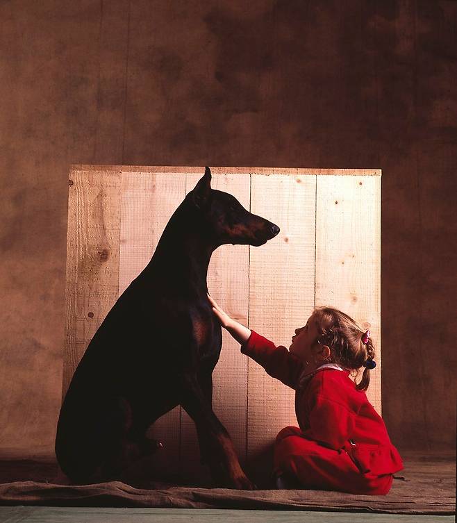 도베르만 핀셔는 세계 각국에서 경찰견·군견이자 장애인 안내견, 수색 및 구조견, 스포츠견 등으로 활약 중이다.