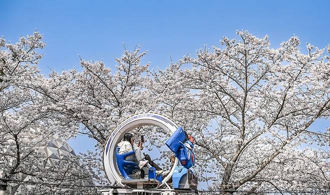 서울랜드 어트랙션 벚꽃 터닝메카드.j