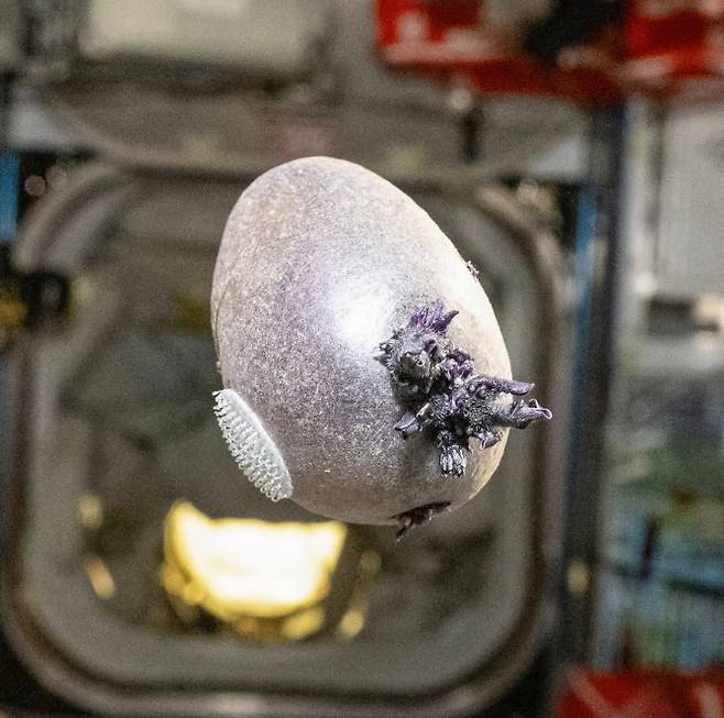 [돈 페티트 인스타그램 캡처]