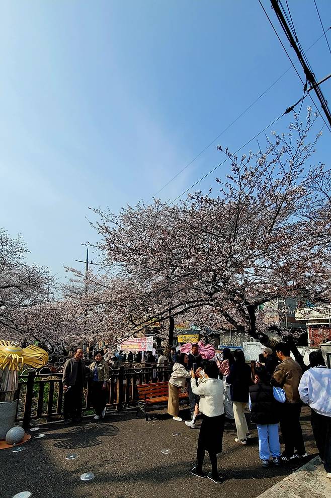 제64회 진해군항제 개막 후 첫 주말 창원시 진해구 여좌천 로망스 다리에서 관광객들이 벚꽃 사진을 찍고 있다.