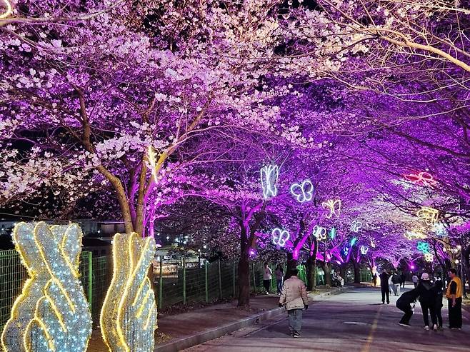전북 고창군 석정일 일원 벚꽃길에서 지난해 열린 ‘제3회 고창 벚꽃축제’에서 만개한 벚꽃이 분홍빛 야간 경관과 어우러져 멋진 분위기를 발산하고 있다. 고창군 제공