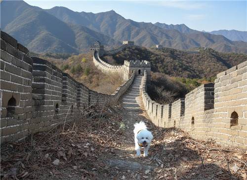 AI 생성 이미지 서비스로 형성한 '만리장성을 걷는 반려견'. [울산반려동물문화센터 제공]