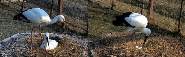▲ 일본 도요오카시 효고현립 황새고향공원에서 도입한 황새 가운데 수컷 1마리가 예산황새공원 내 암컷과 짝을 이뤄 3개의 알을 산란 모습-예산군 제공